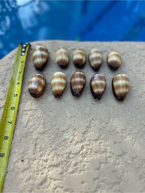 Set of 10 Mole Cowrie Shells